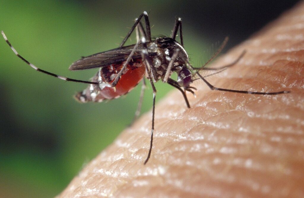 mosquito, female, aedes albopictus