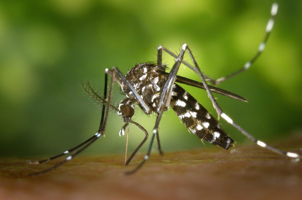 tiger mosquito, mosquito, asian tigermücke