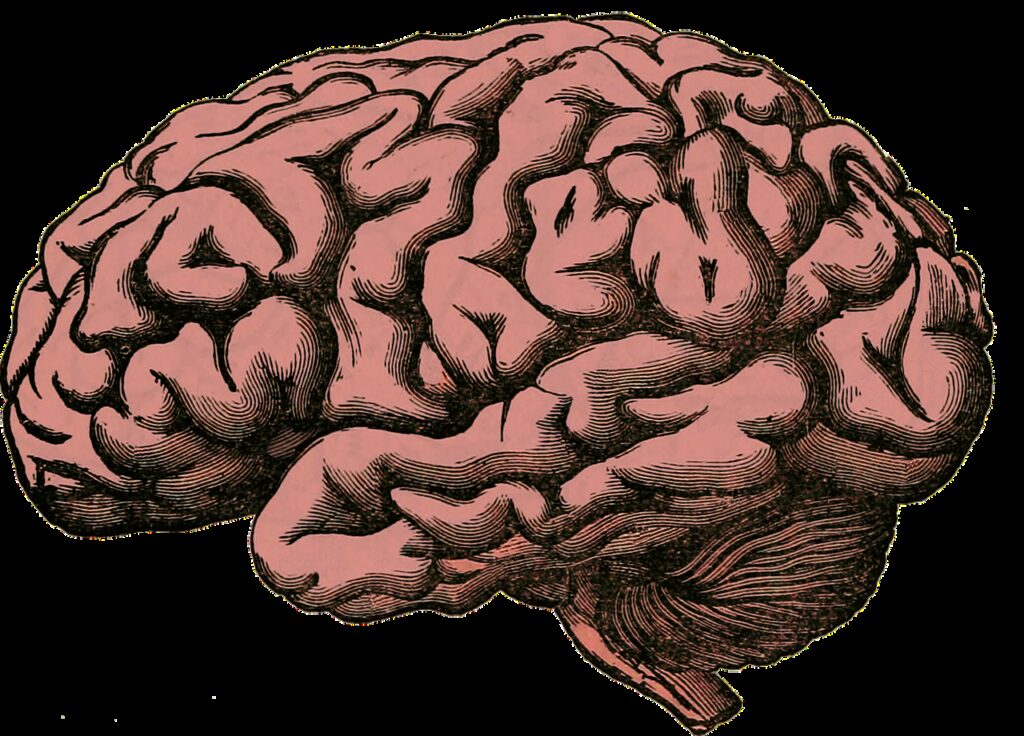 brain, anatomy, human